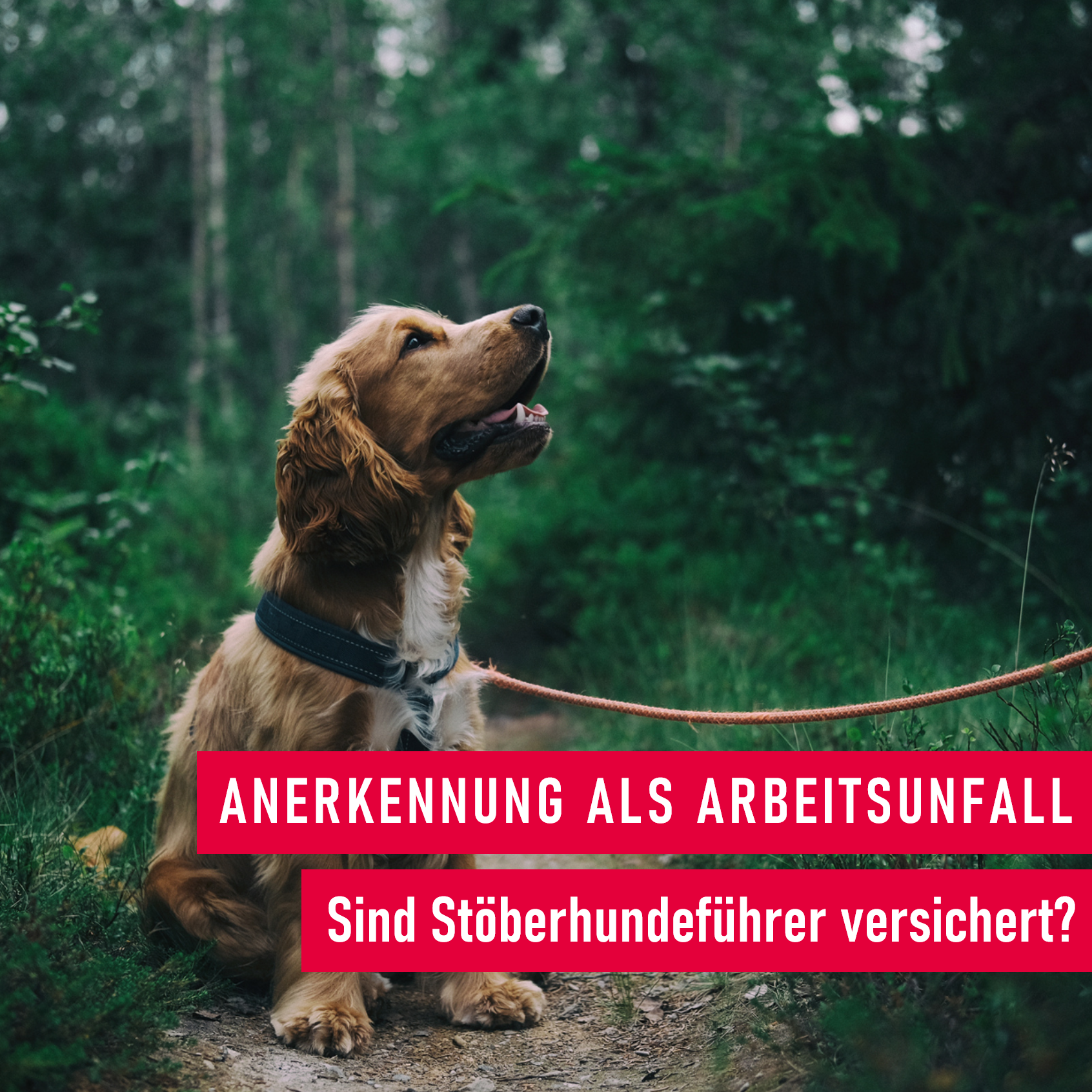 Arbeitsunfall: Sind Stöberhundeführer versichert?