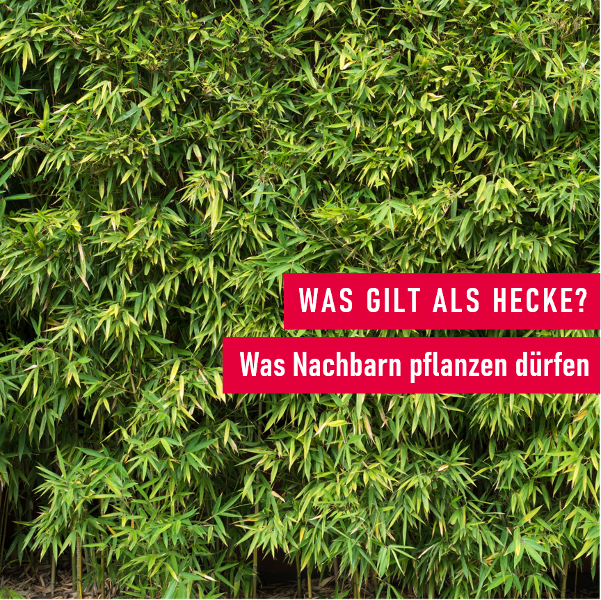 Hecken: Wenn der Bambus zum Problem wird